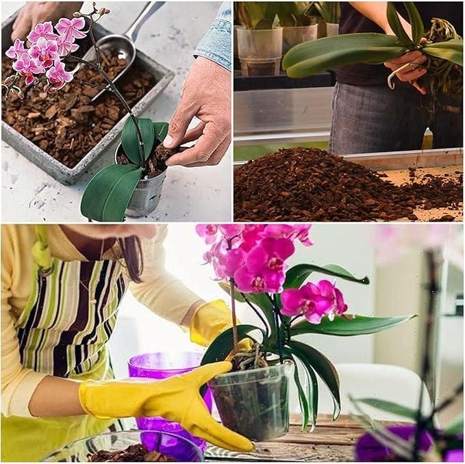 Orchid Potting Mixture - Orchid Plants Ready to Use 350gm