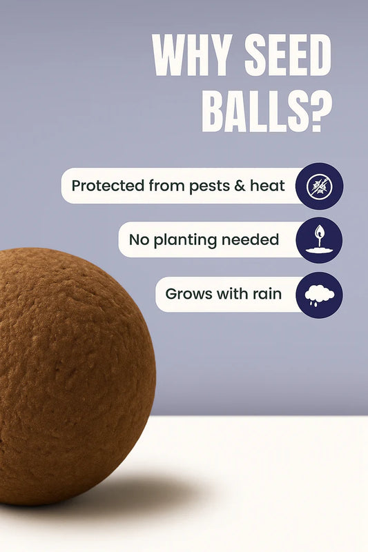 SeedBalls – Pack of 6