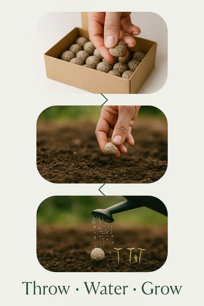 SeedBalls – Pack of 6